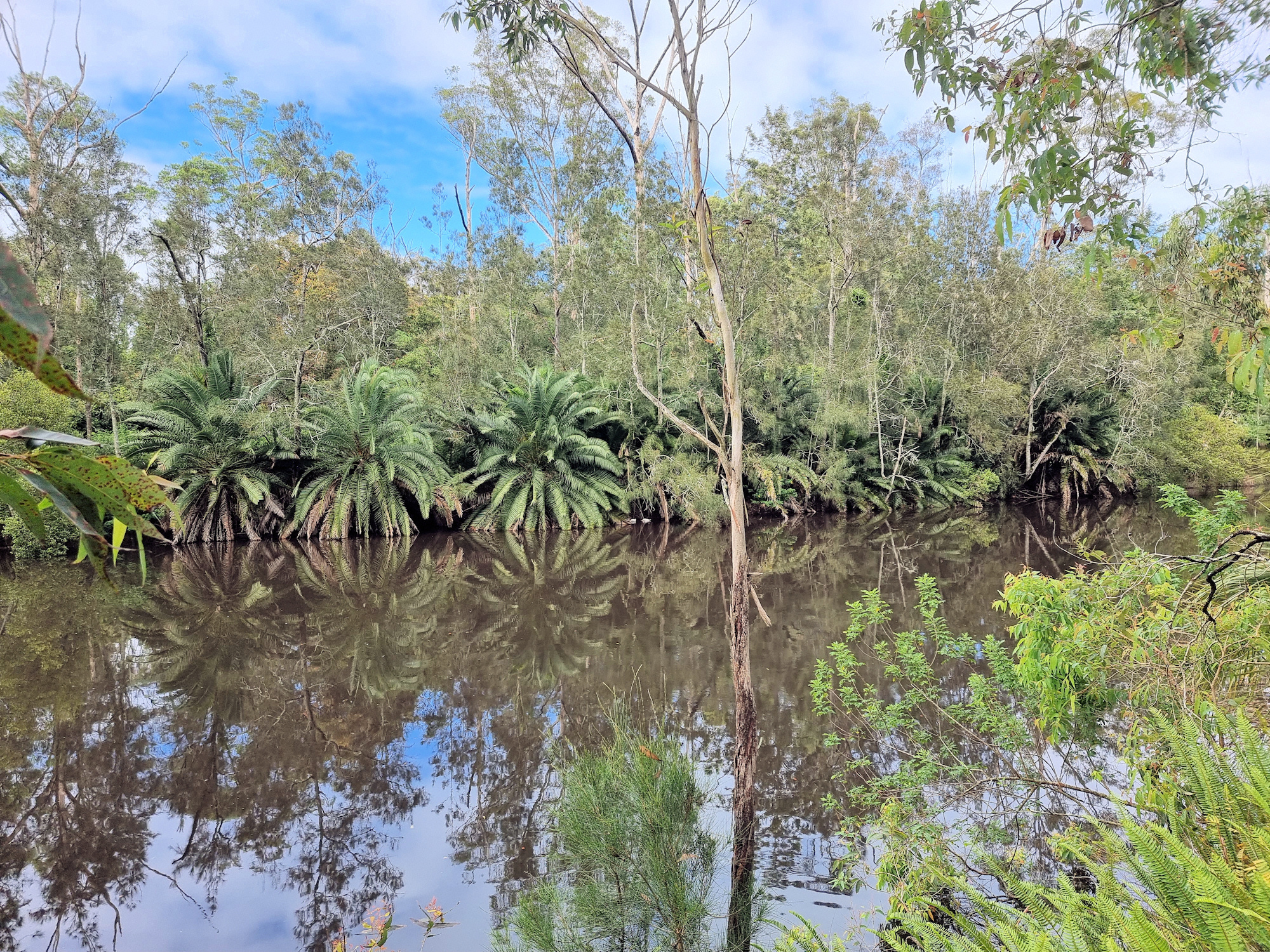 Palms on the bank of Dora Creek