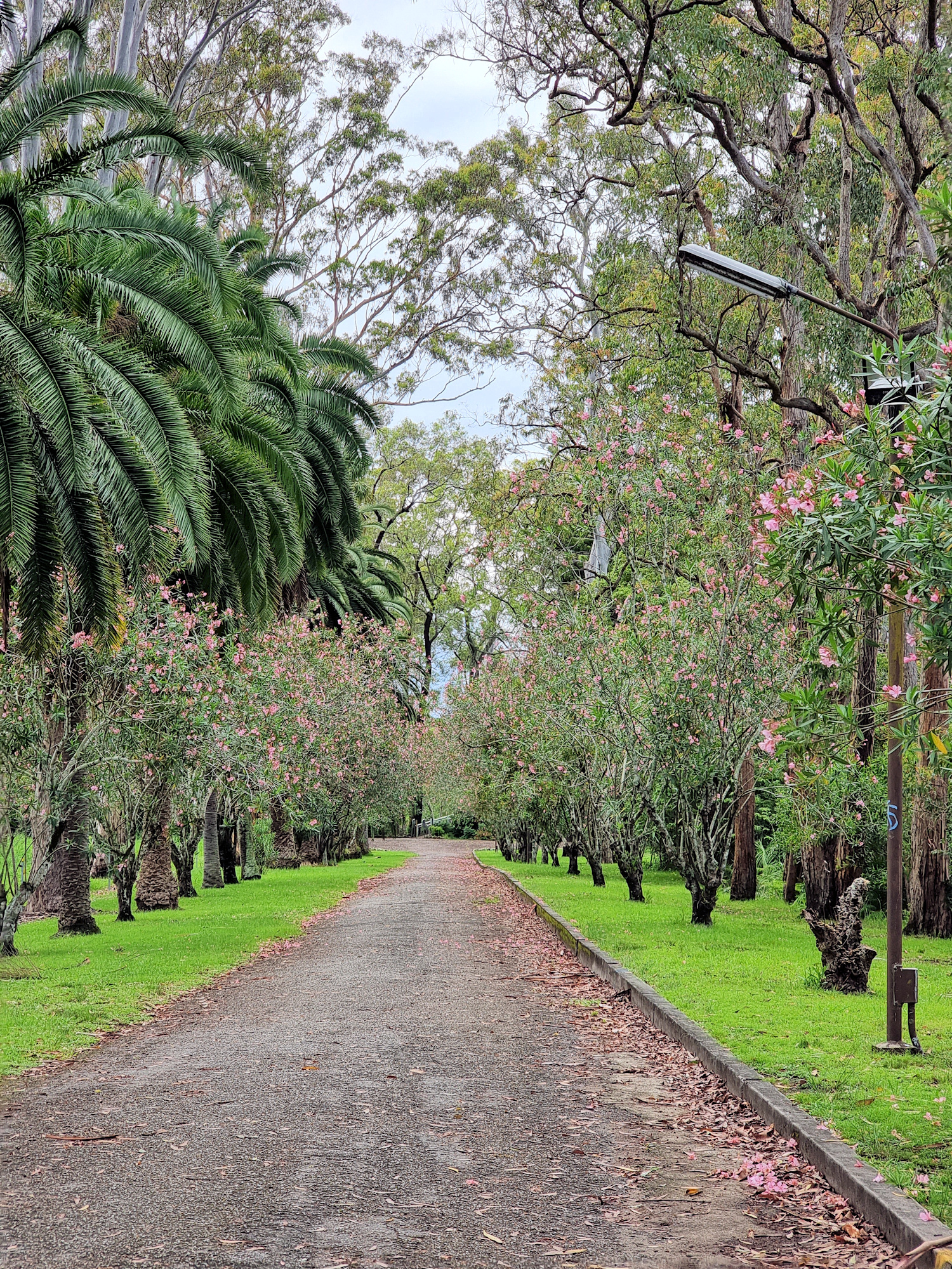 Pathway after leaving the bridge The Swinging Bridge Cooranbong