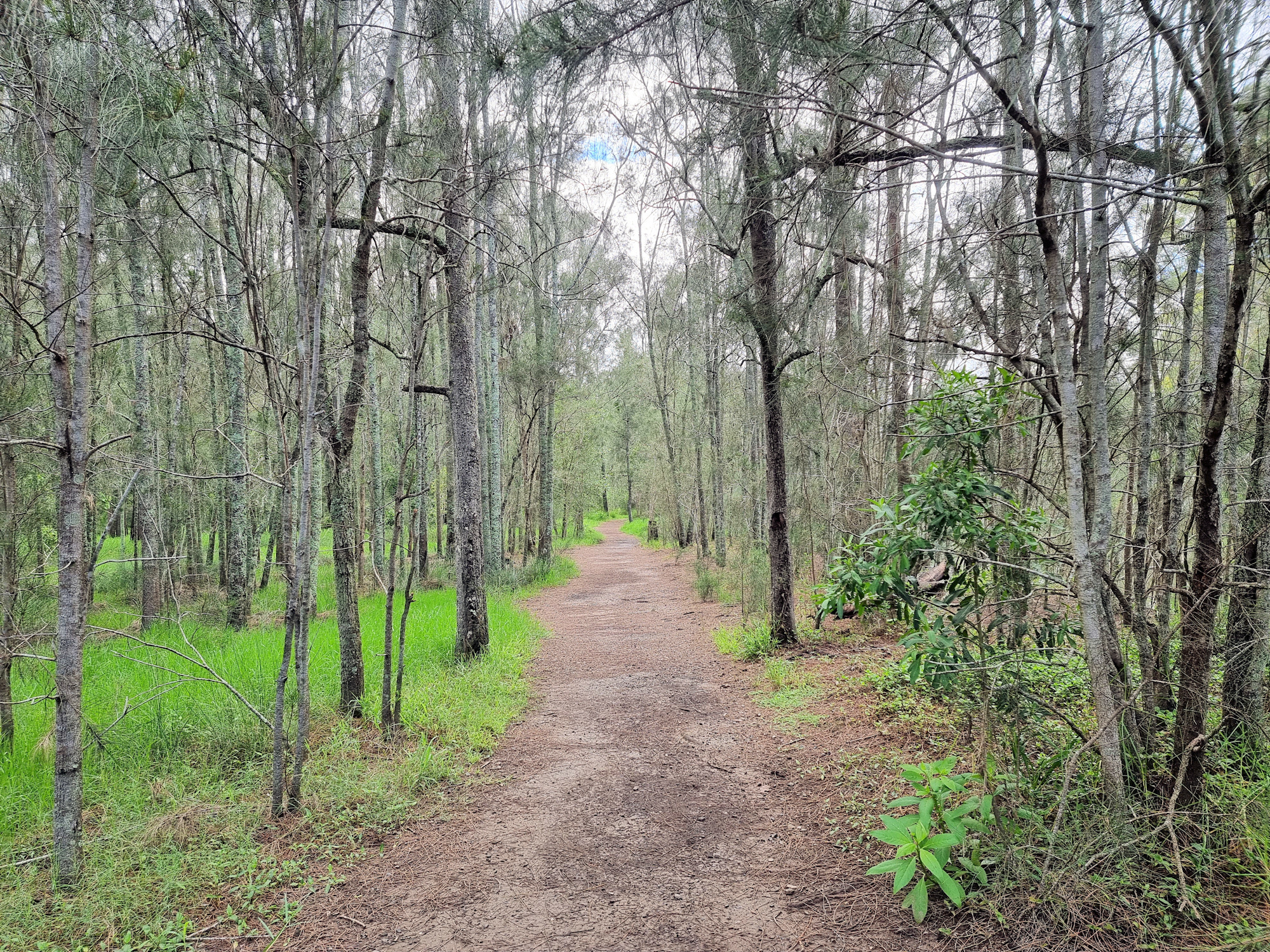 Bush Track