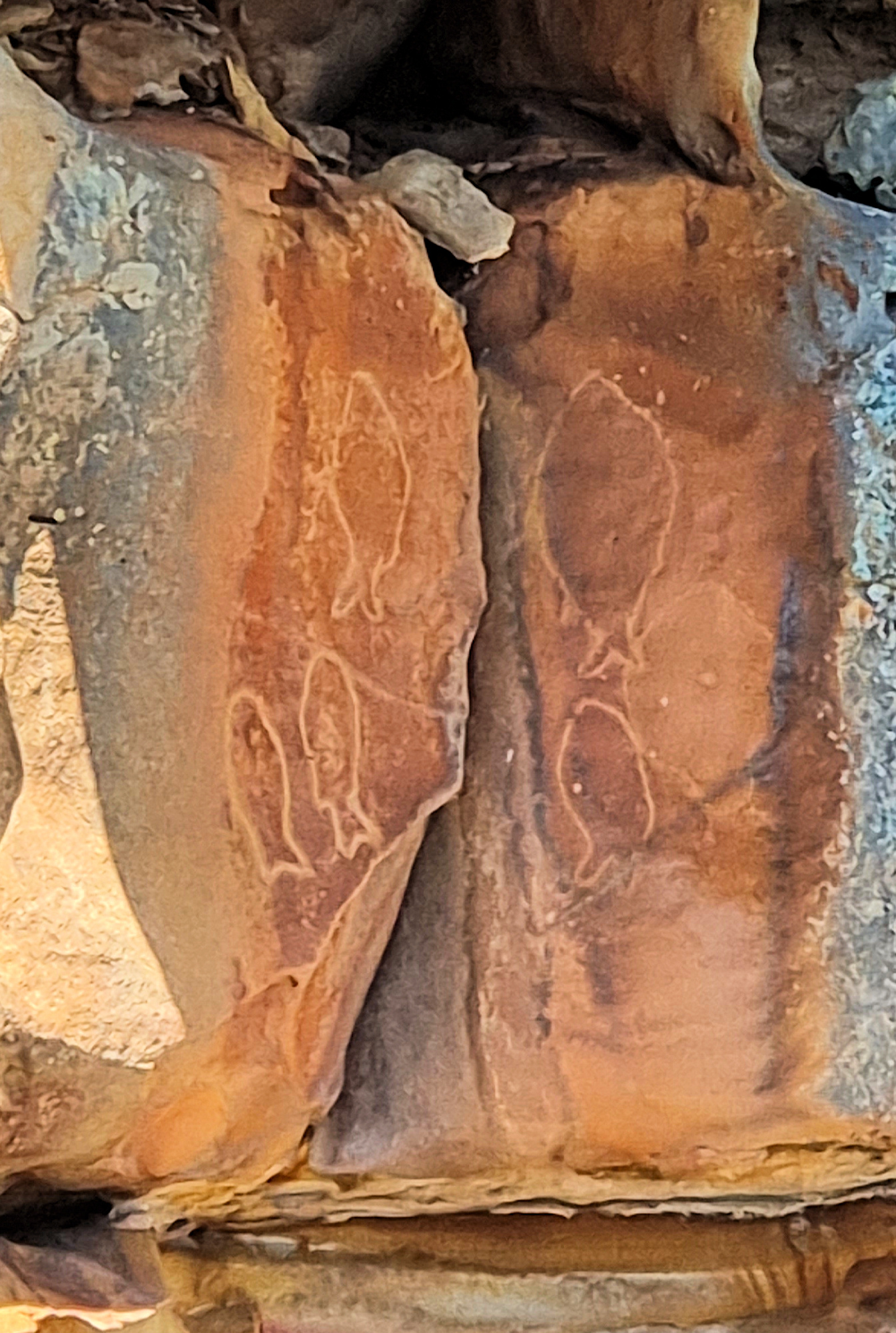 Aboriginal Fish Rock Carvings