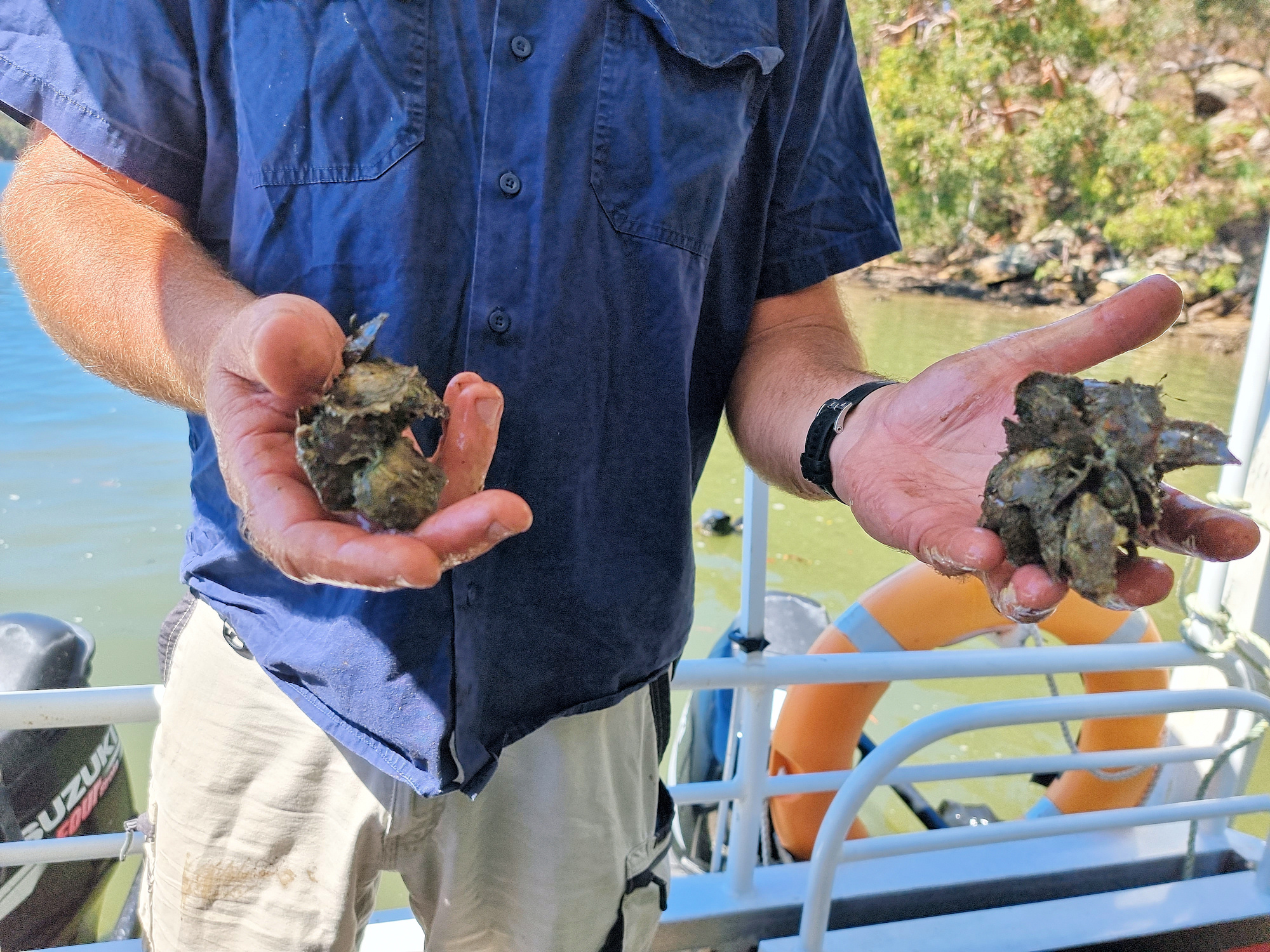 8 Month Old Oysters