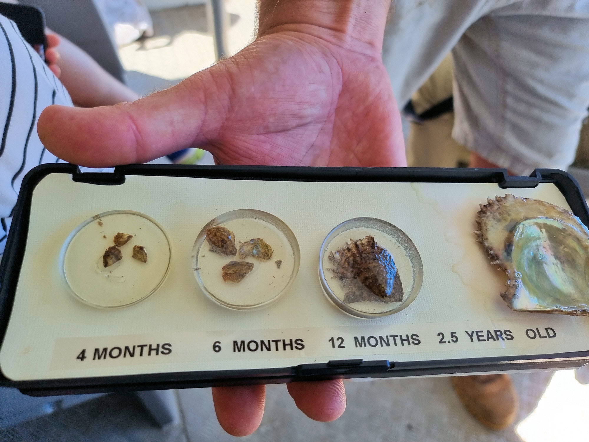 Oyster Growth Stages Broken Bay Pearl Farm