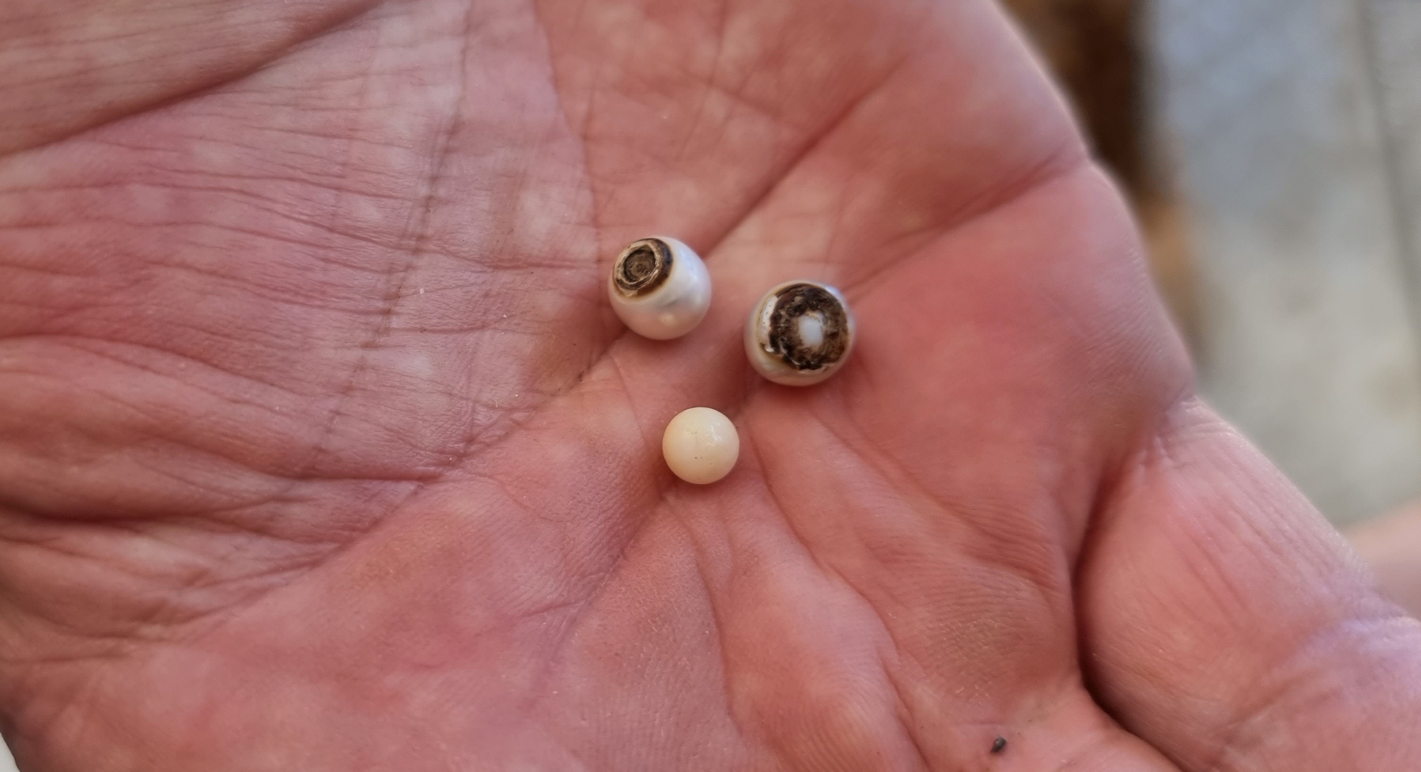 Pearl Seed and Damaged Pearls