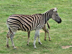 Plains Zebra National Zoo and Aquarium