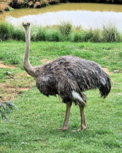 Ostrich National Zoo and Aquarium