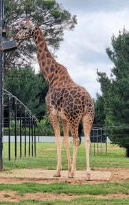 Giraffe National Zoo and Aquarium