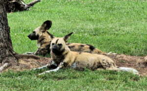 African Painted Dog National Zoo and Aquarium