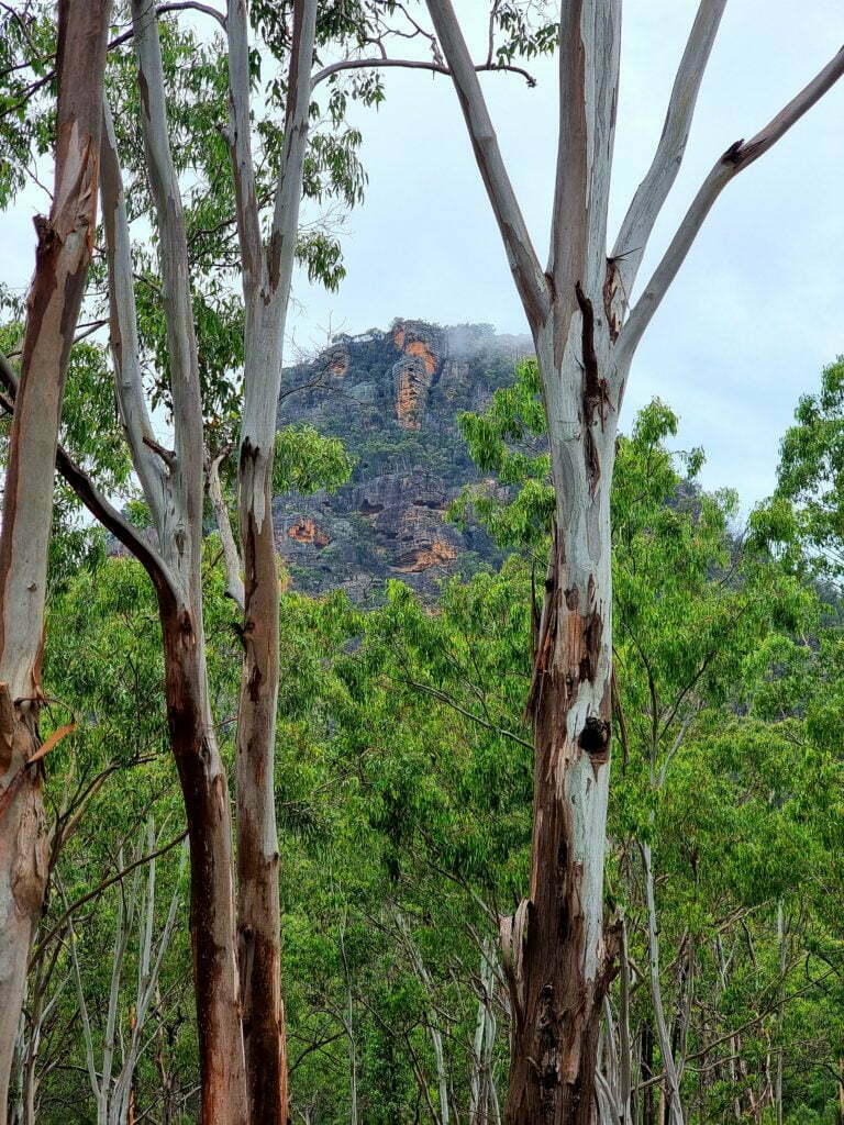 The surrounding mountains and eucalypts