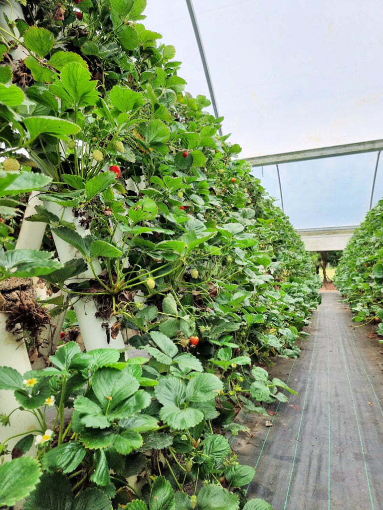 Row of hydroponic strawberries