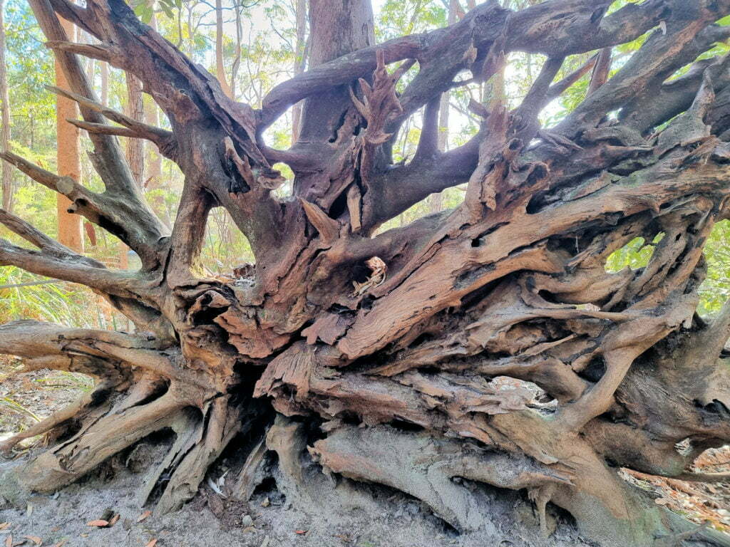 Fallen tree at the start of the Kanning Walk