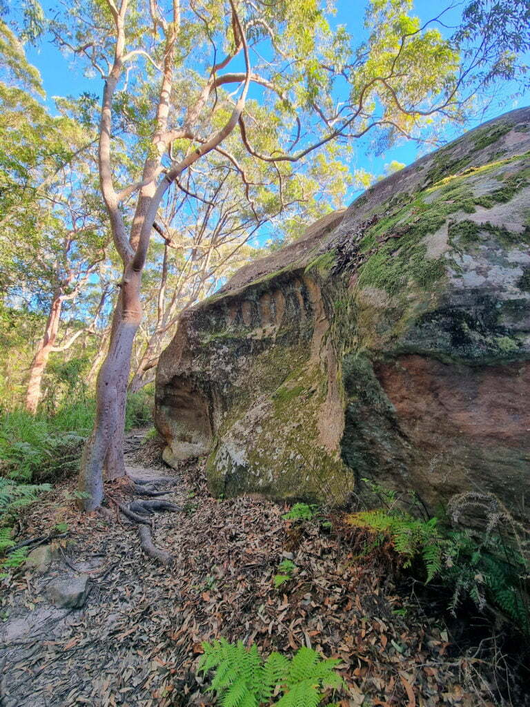 Gum tree and mossy boulder Kanning Walk