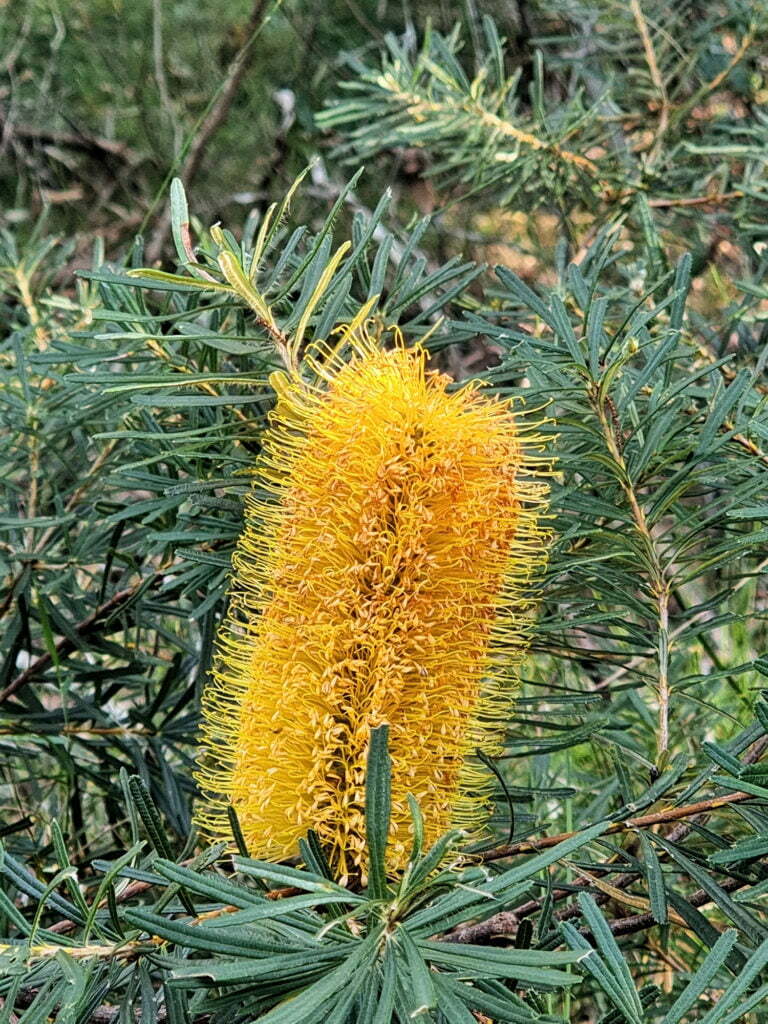 Banksia Kanning Walk