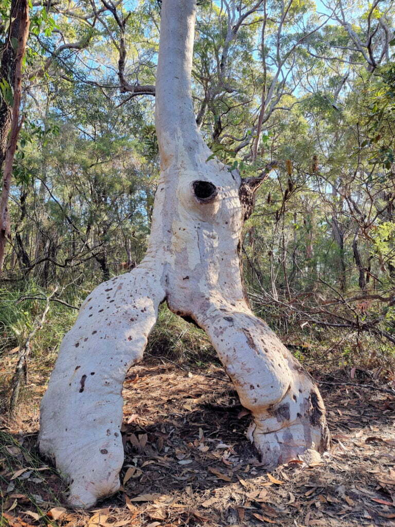 Very old and damaged gum tree