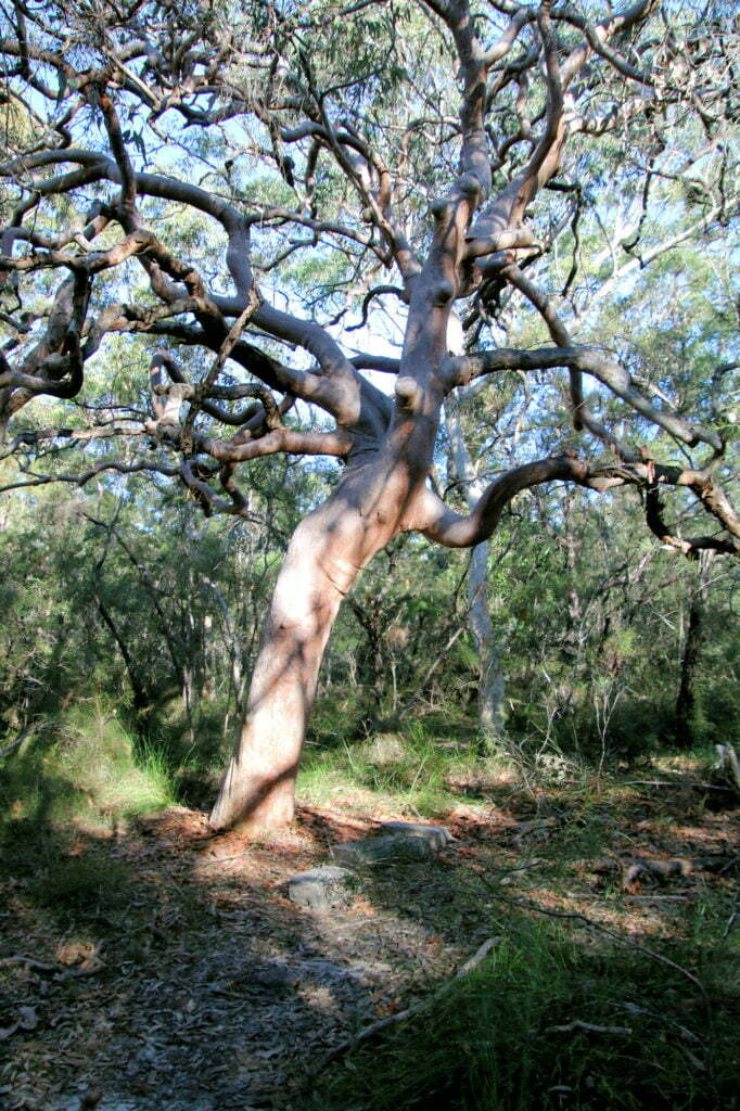 Gum tree