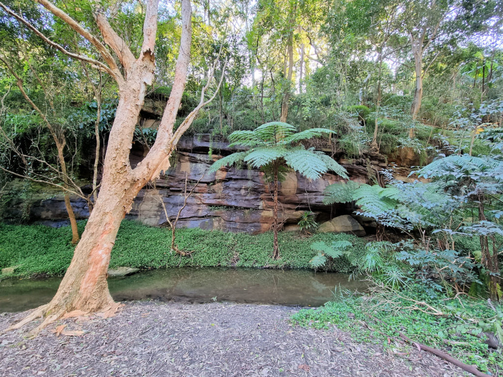 A pond with ferns