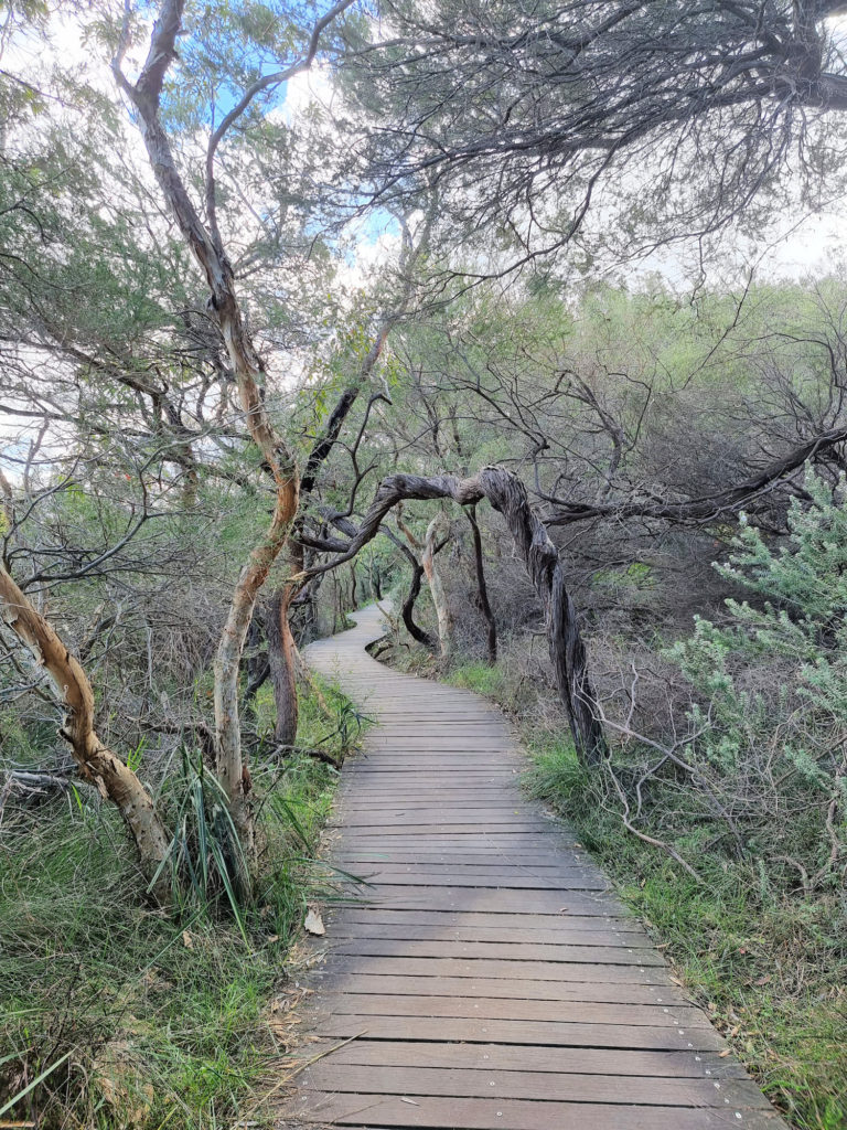 Easy walking on the boardwalk Hermitage Foreshore Walk