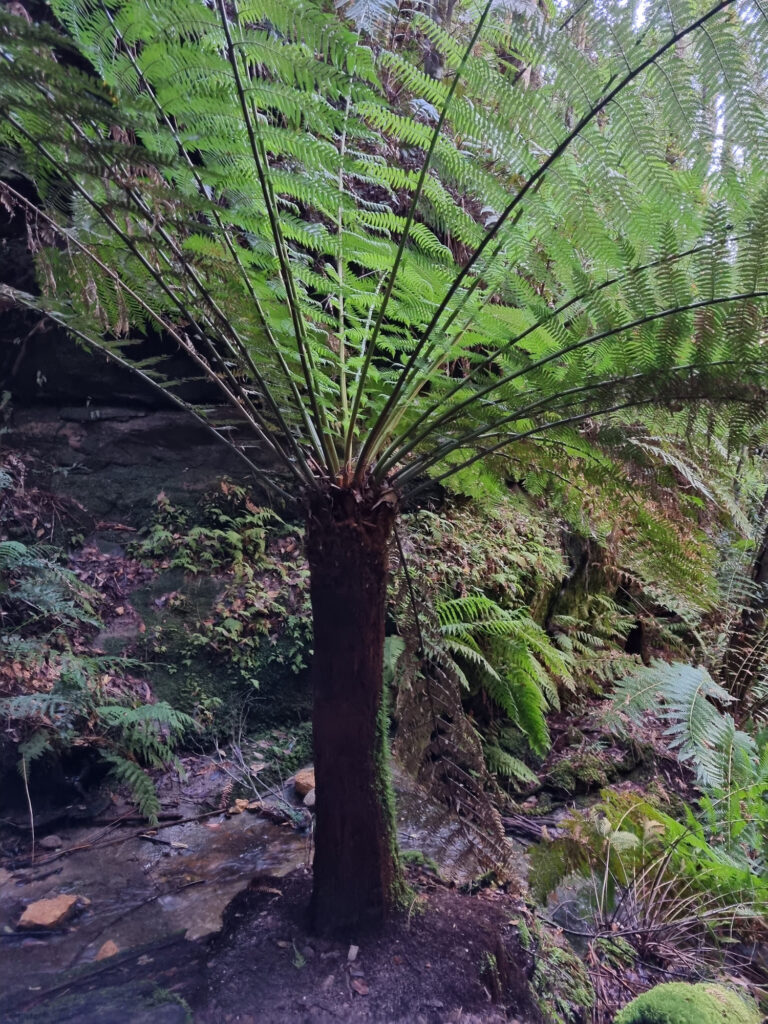 One of the Tree Ferns at the Start of the Track