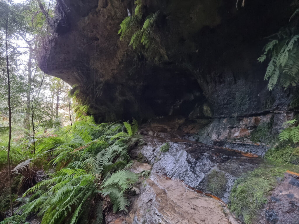 A Wet Rock Face and Ferns