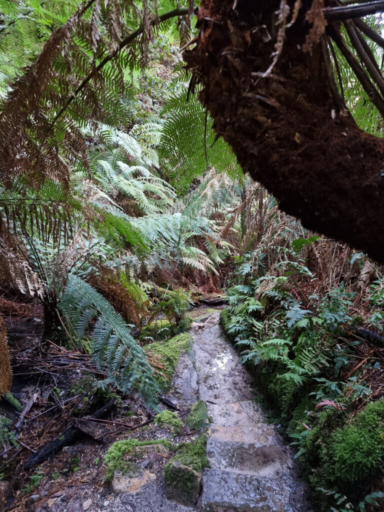 The Muddy Track Passing Through Ferns Grand Canyon Walking Track