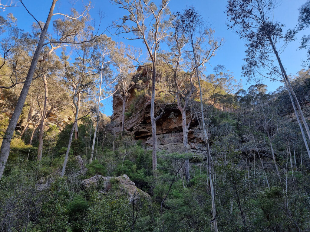 Eucalypts growing on a Cliff Face