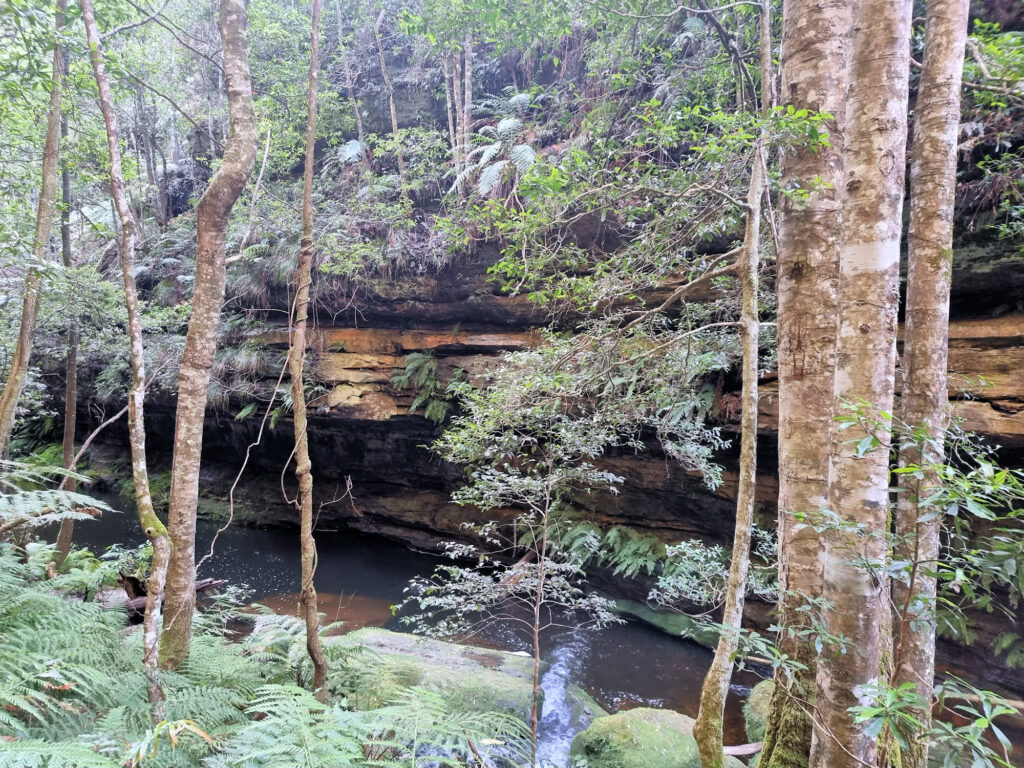 Greaves Creek at the Bottom of the Canyon