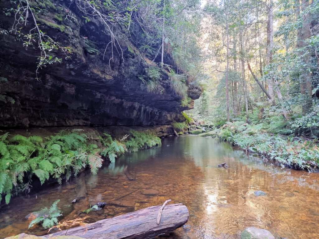 Overhanging Cliff and Ferns at the Bottom of the Track