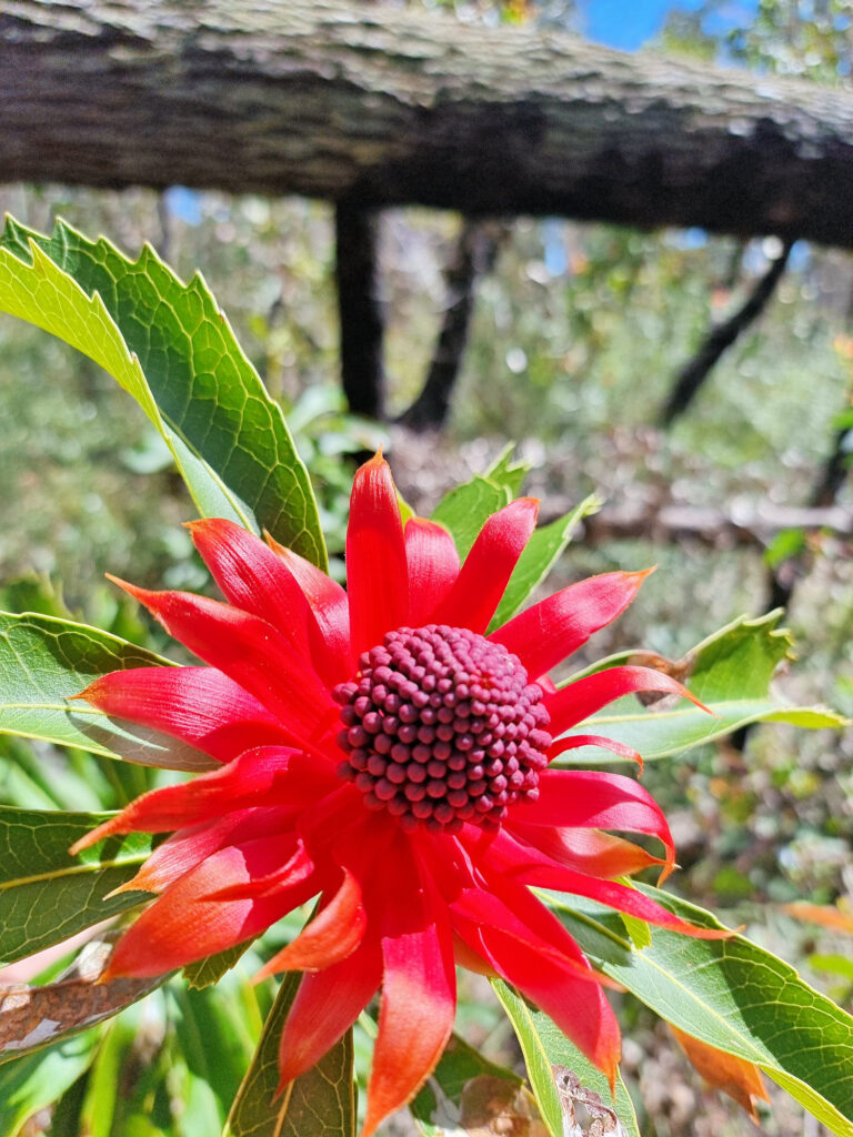 Waratah, The State Floral Emblem of New South Wales