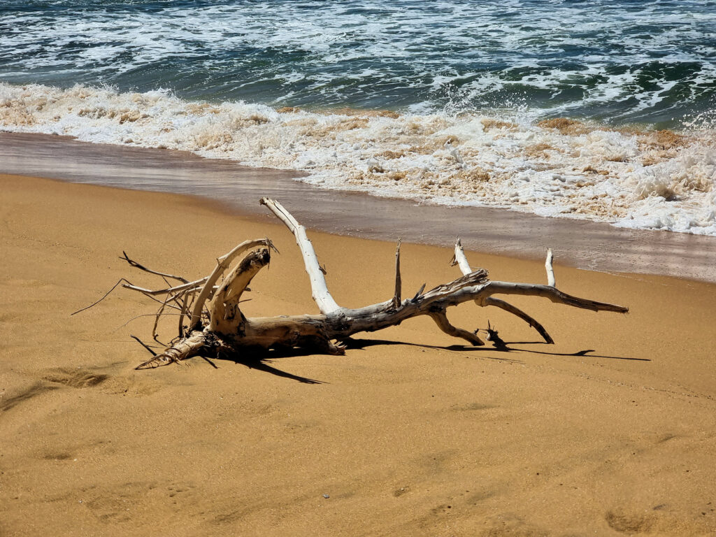 Driftwood on Wamberal Beach