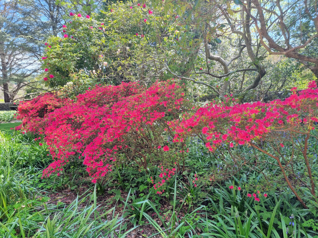 Flowers in Bloom