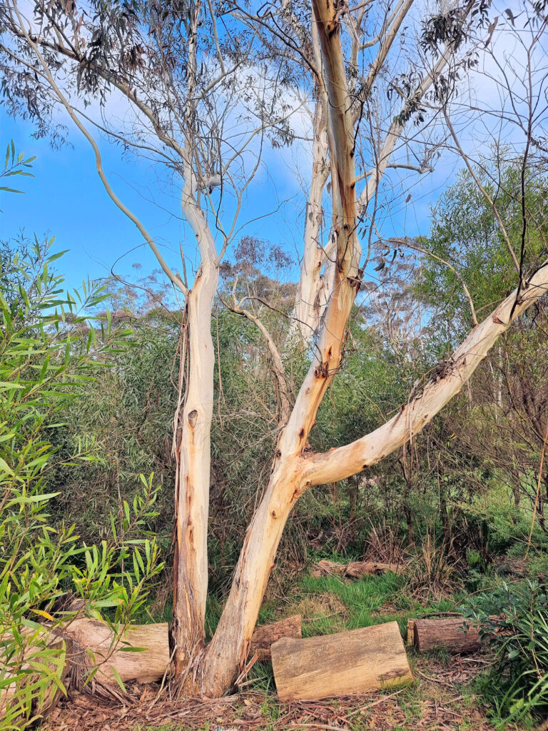 A gum tree on the walk