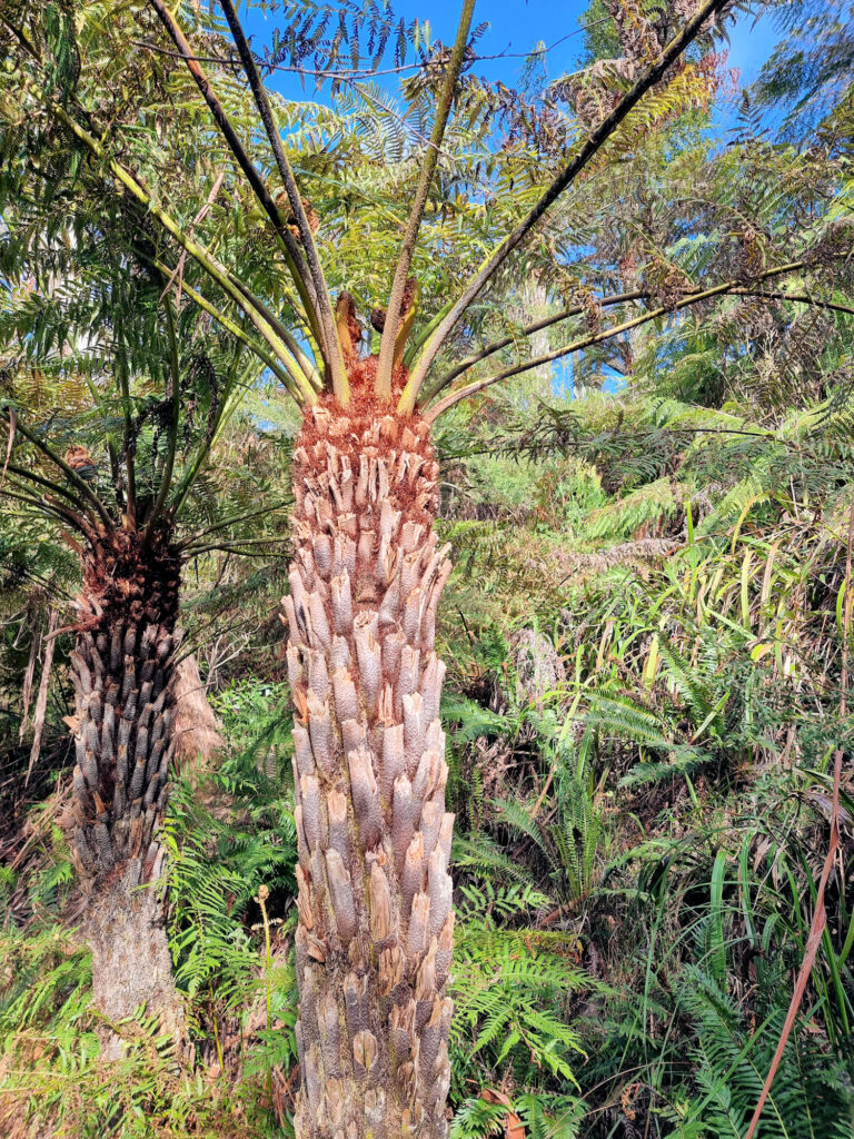 Tree Fern on the Walk Prince Henry Cliff Walk