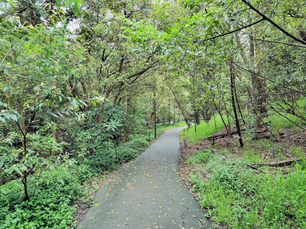 Easy start to the Flat Rock Gully Walking Track