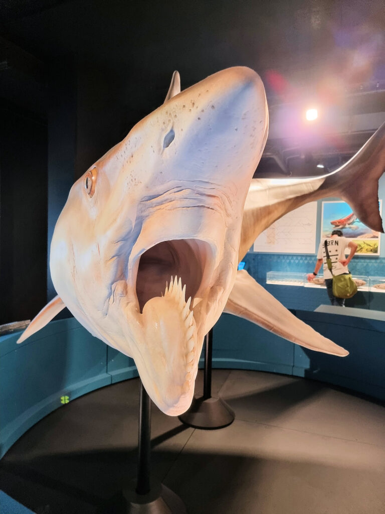 Helicoprion