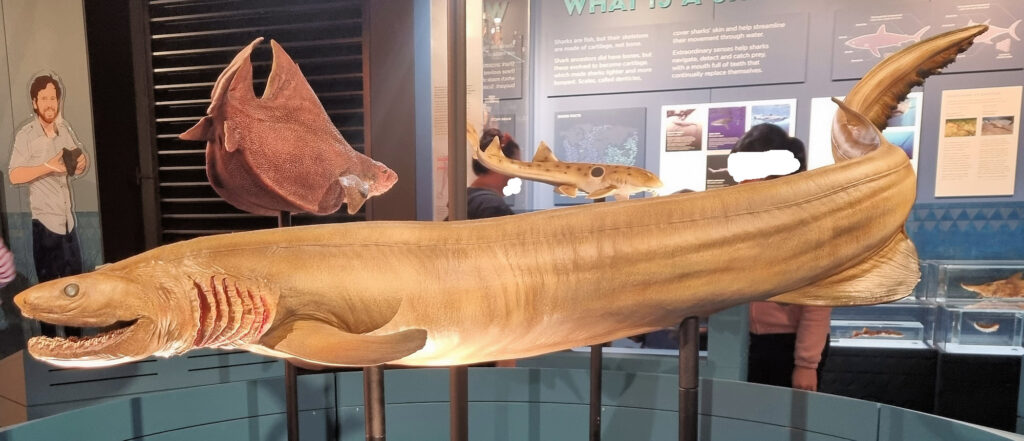 Frill Shark Sharks at the Australian Museum