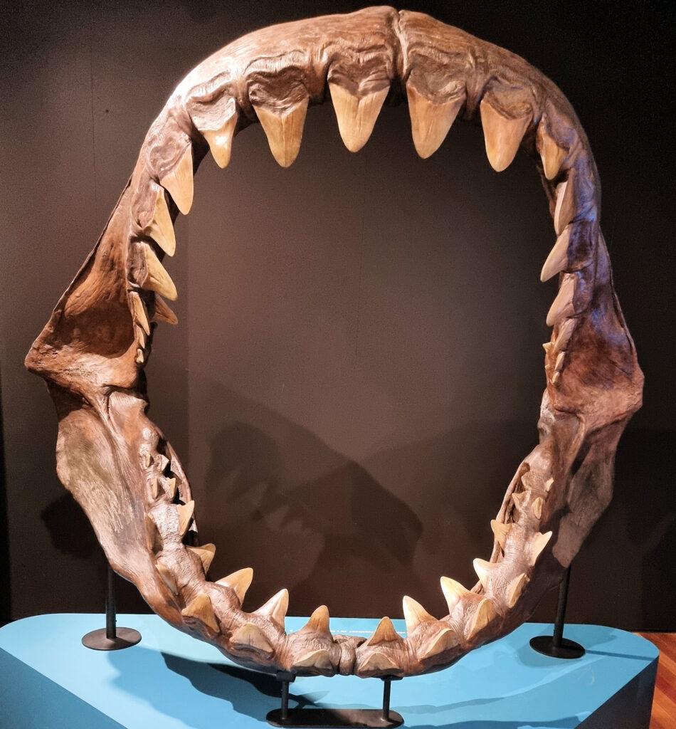 Megalodon Jaw