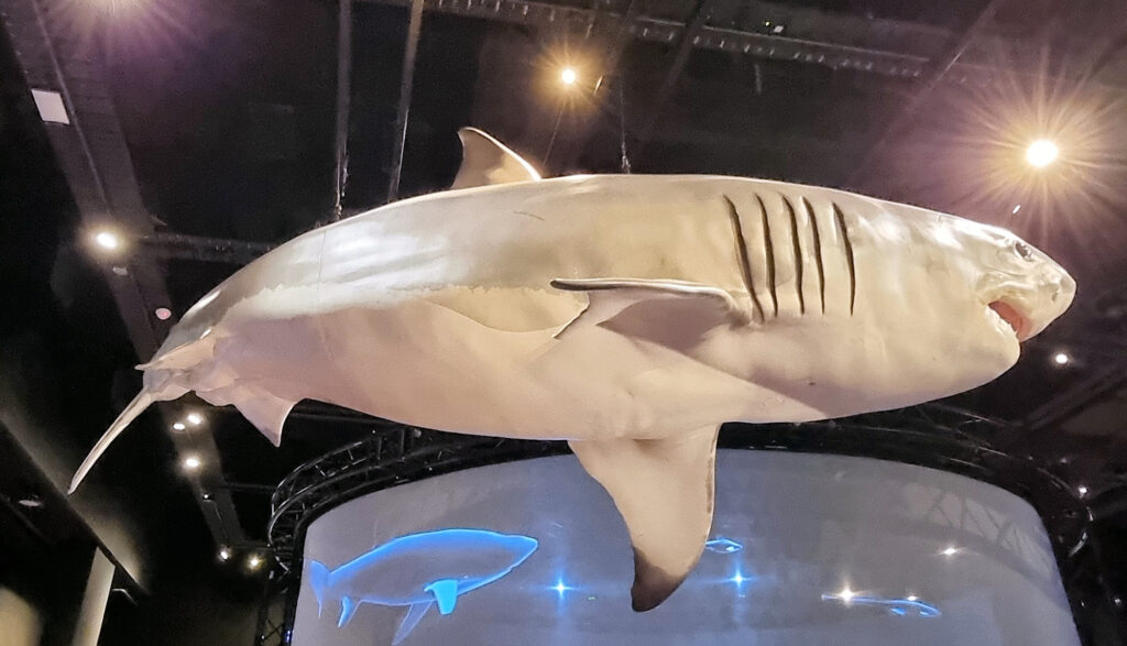 Great White Shark Sharks at the Australian Museum