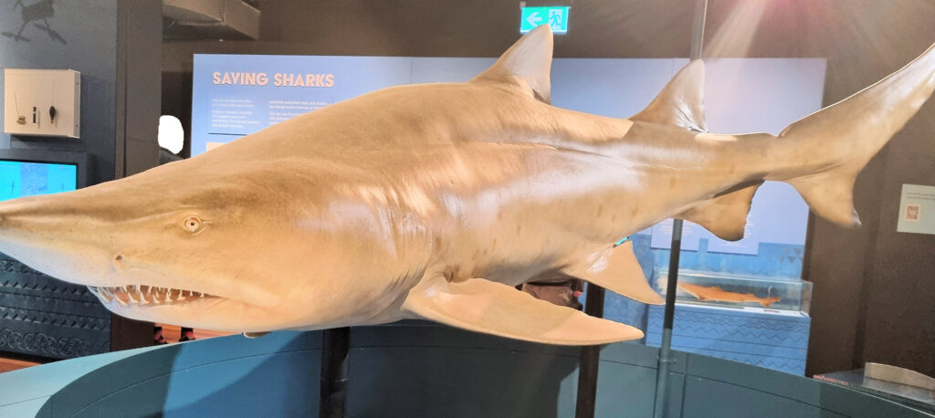 Grey Nurse Shark