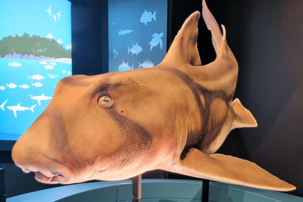 Port Jackson Shark Sharks at the Australian Museum