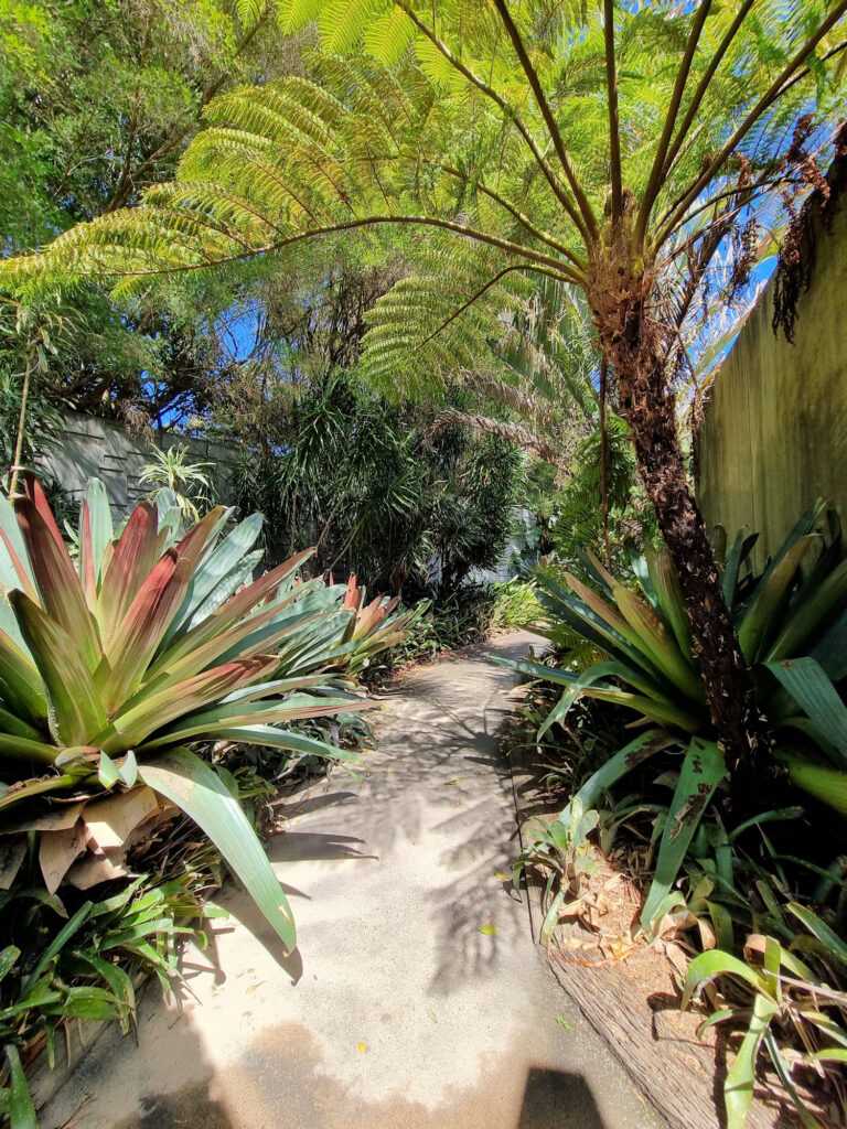 Bromeliads and Ferns