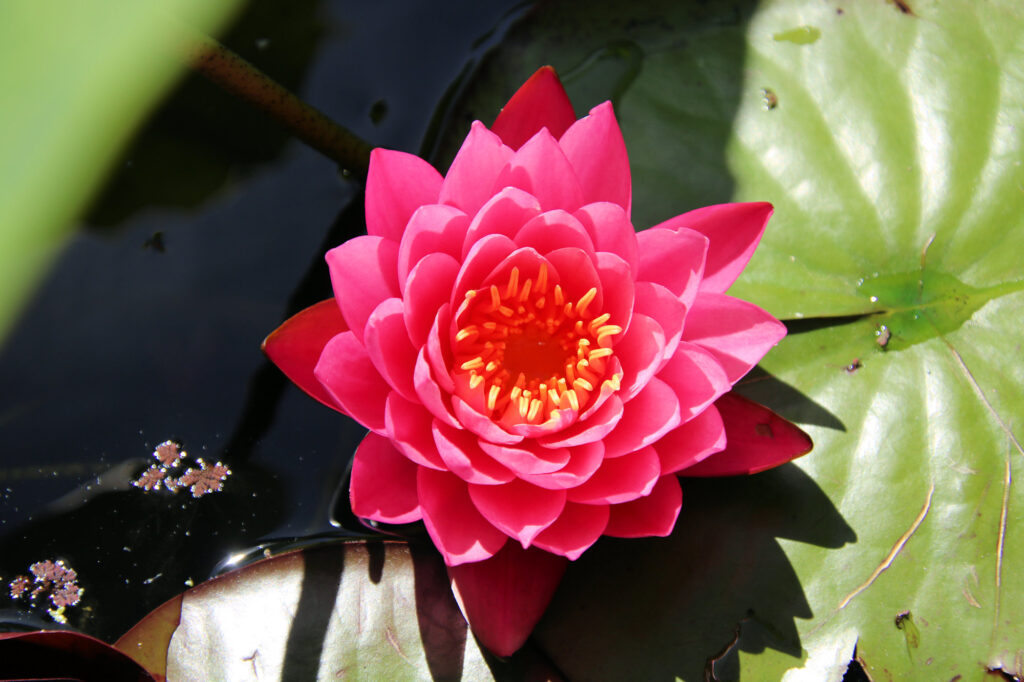 Water Lilly in Flower