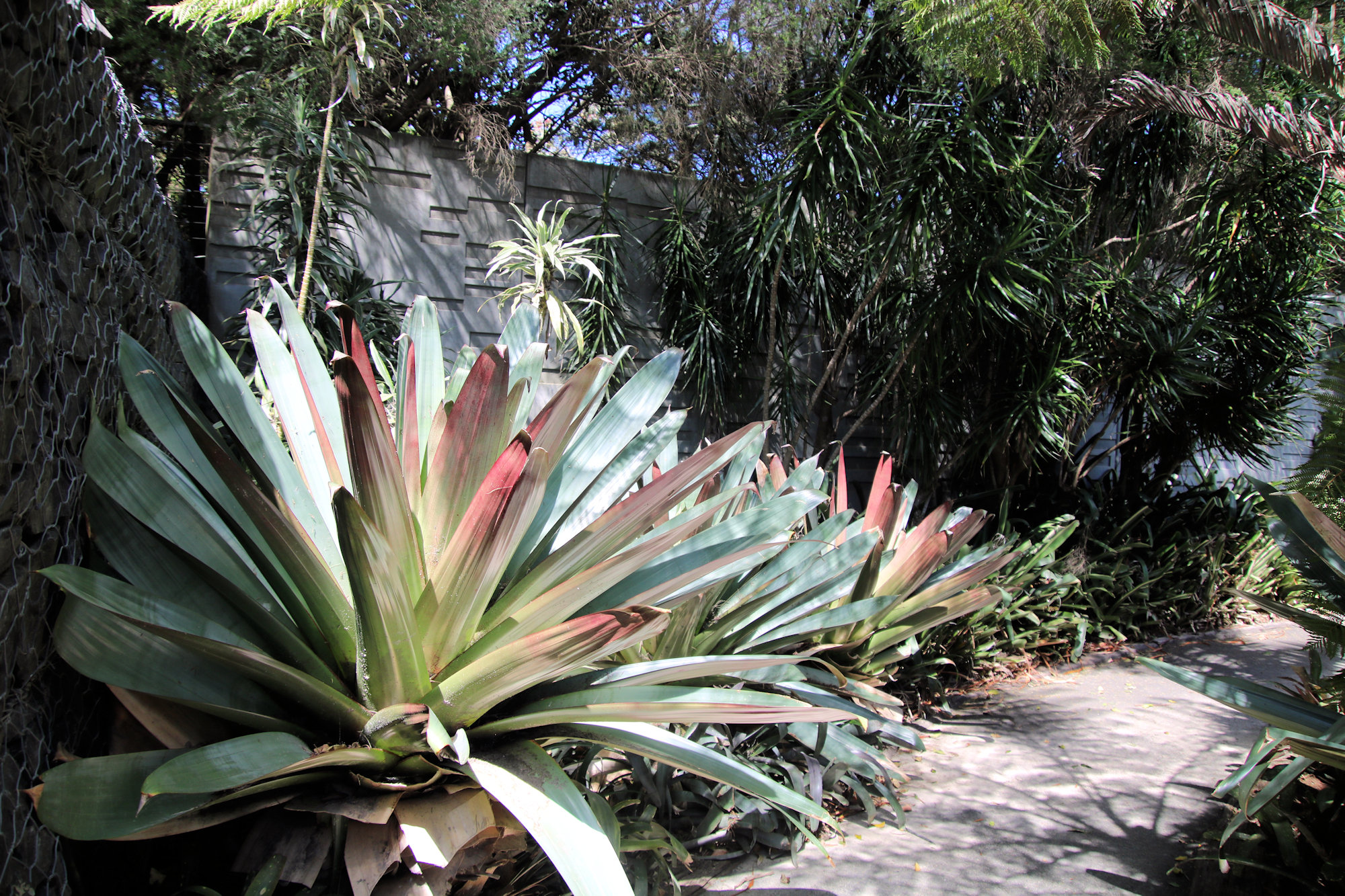 Bromeliads Mount Penang Gardens