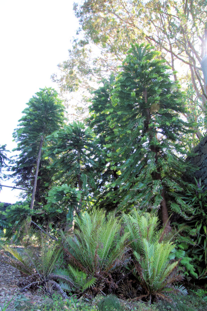 Wollemi Pines