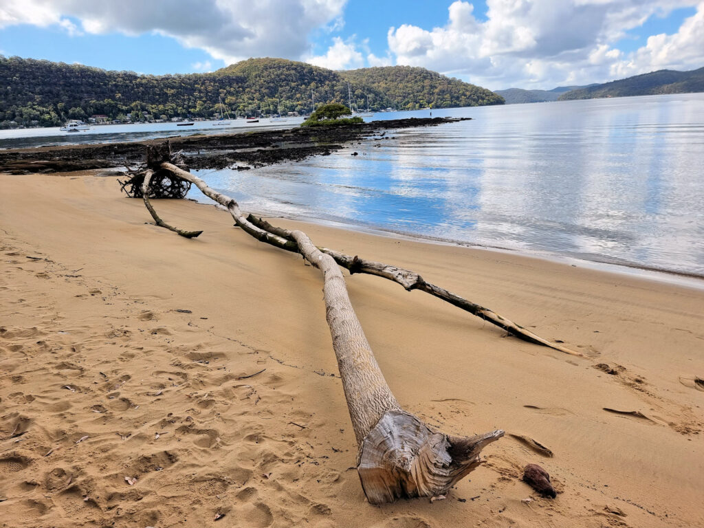 driftwood on a beach Brooklyn Ferry to Dangar Island