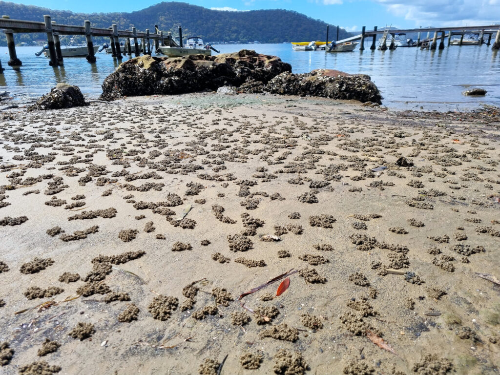 Crab metropolis. The piles of sand are from crab burrows Brooklyn Ferry to Dangar Island