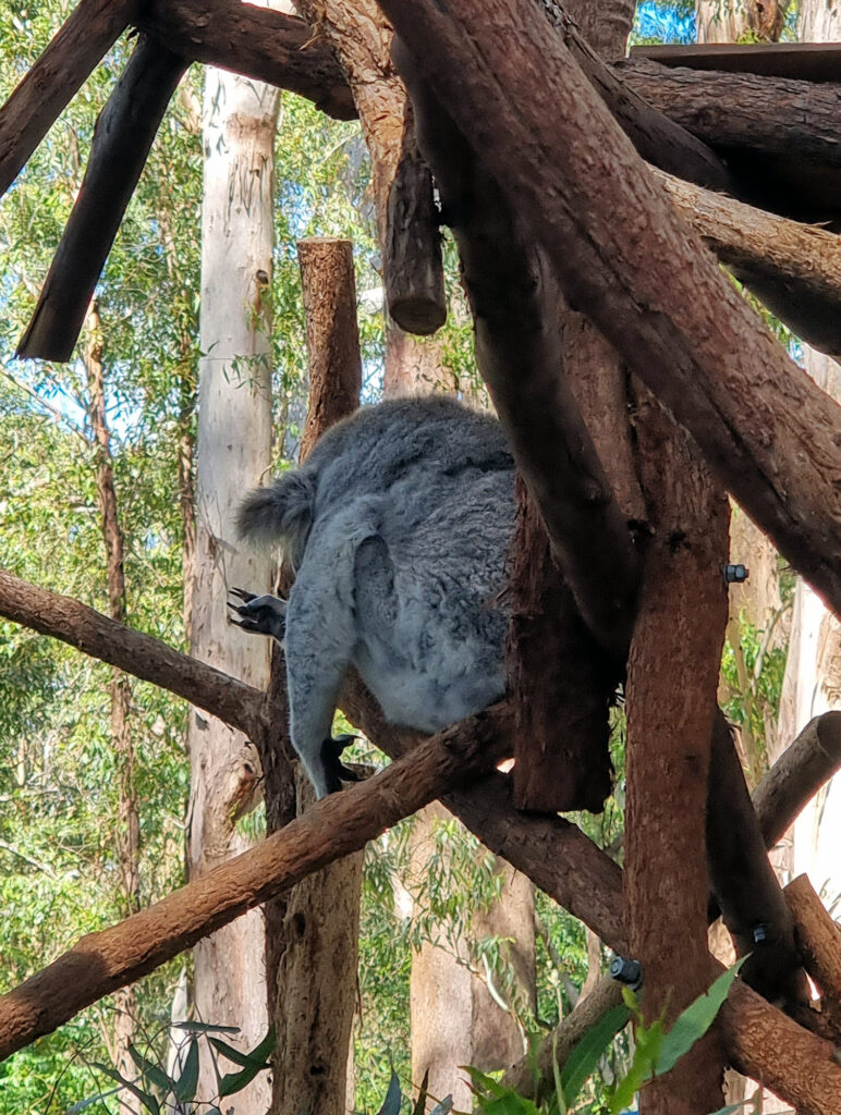 Sleeping koala