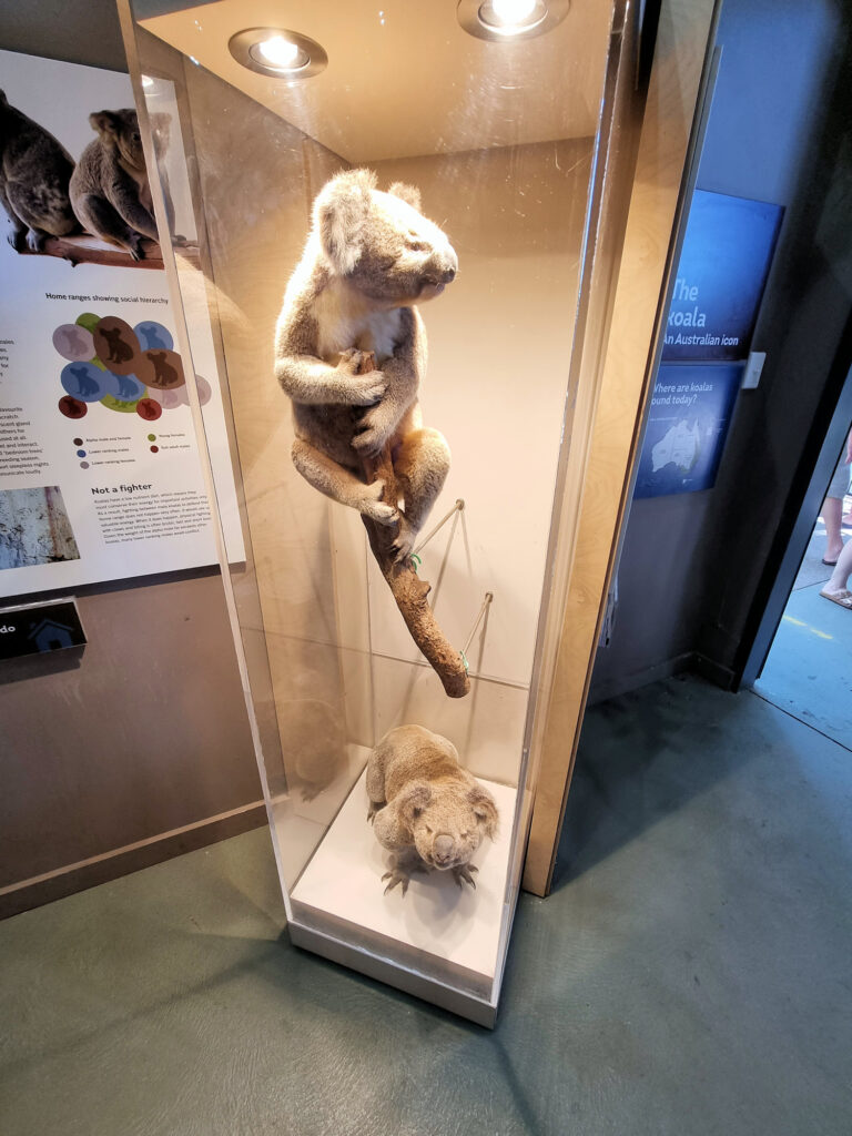 Koala display in the museum