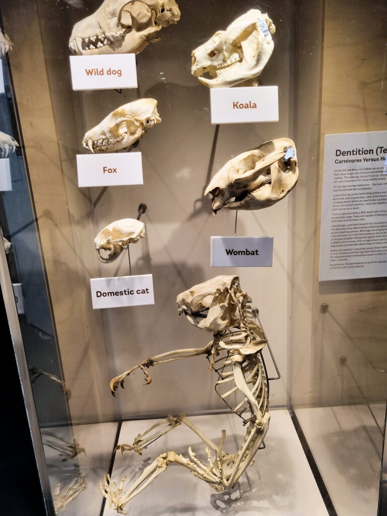 Koala skeleton Koala Hospital Port Macquarie