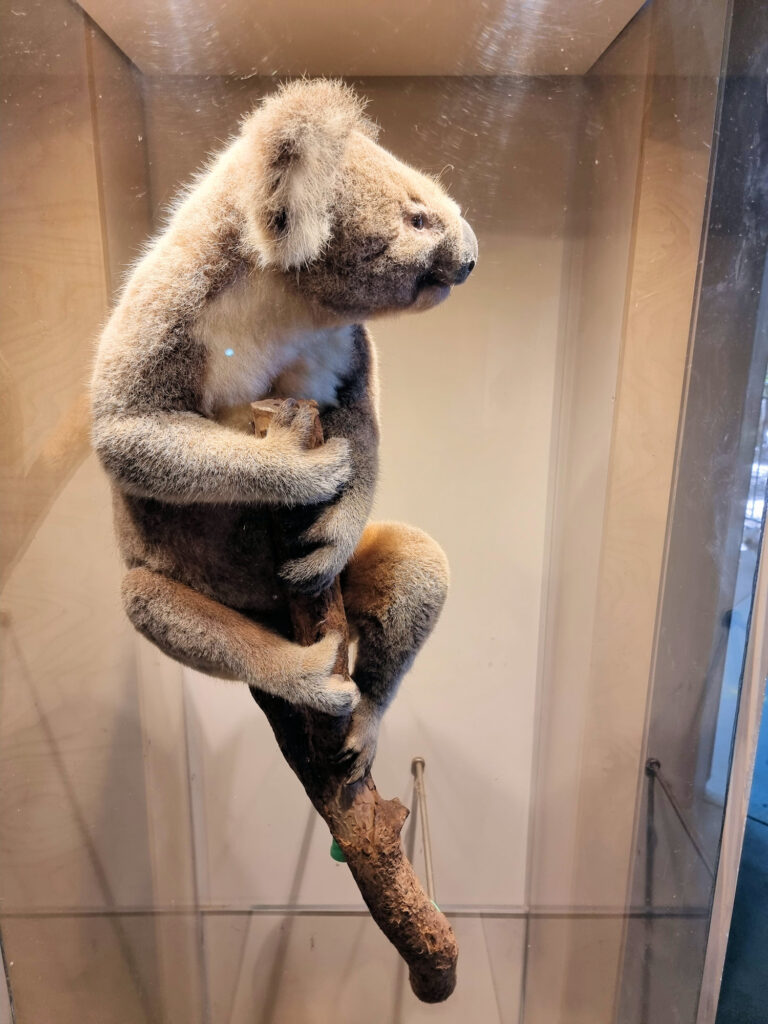 Koala display in the museum Koala Hospital Port Macquarie