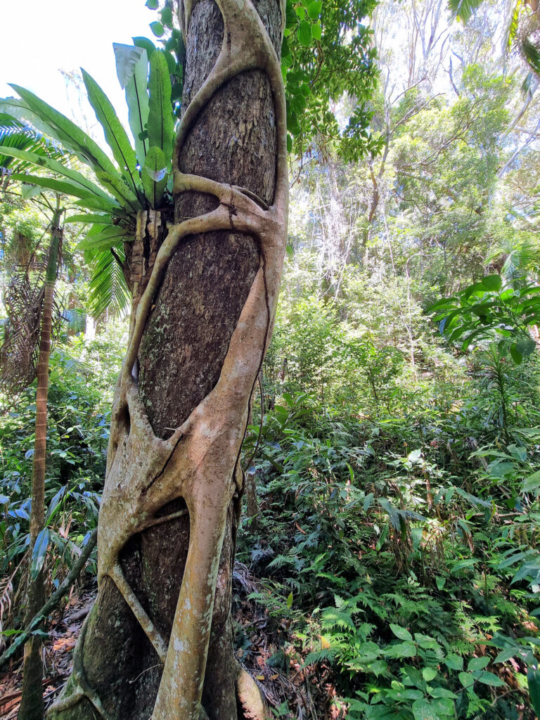 Strangler Fig climbing a tree