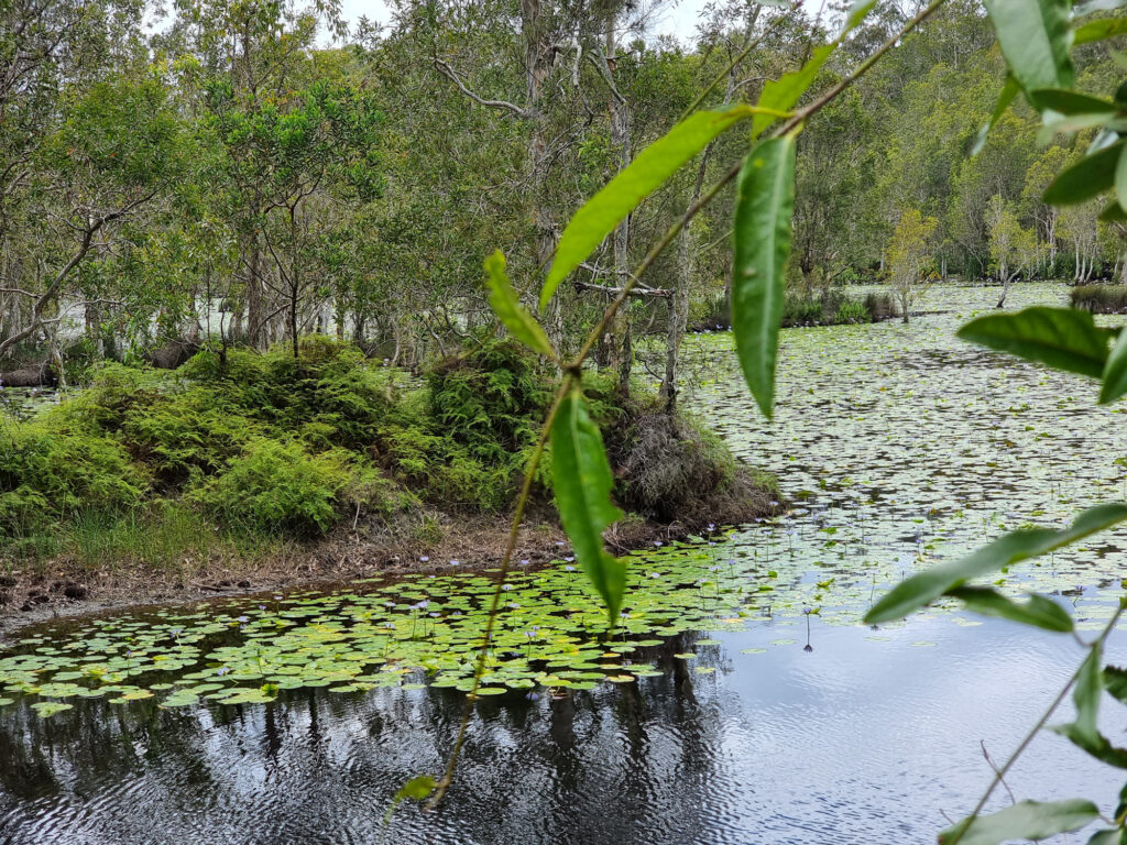 A section of the Urunga Wetlands Boardwalk